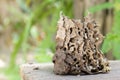 dead termites or white ants with mound.