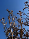 Dead Thistle Heads On Blue Sky Background