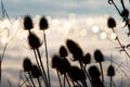 dead thistles in nature under winter light