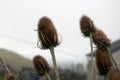 Dead thistles in north wales, the great orme