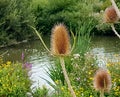 Thistles by a lake
