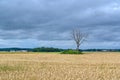 Dead three standing alone in agriculture field Royalty Free Stock Photo