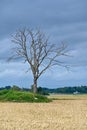 Dead three standing alone in agriculture field Royalty Free Stock Photo