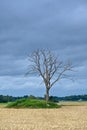 Dead three standing alone in agriculture field Royalty Free Stock Photo