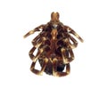 Dead tick ventral view Royalty Free Stock Photo