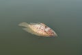 Dead tilapia fish floated in the river , water pollution Royalty Free Stock Photo