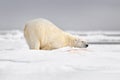 Dead tired polar bear. Wildlife Svalbard, Norway nature. Carcass blue sky and clouds. Nature - polar bear on drifting ice with