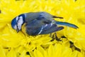 A dead tit lies on a flower bed Royalty Free Stock Photo