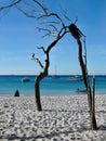 A dead tree in the sand at Whitehaven Beach in tropical Queensland, Australia