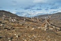 The dead tree Royalty Free Stock Photo