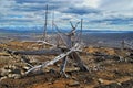 The dead tree Royalty Free Stock Photo