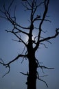 Dead Tree Royalty Free Stock Photo