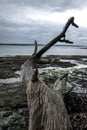 Dead Tree by the beach