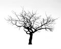 Dead tree Royalty Free Stock Photo