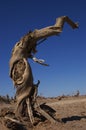 Dead tree Royalty Free Stock Photo