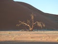 Dead tree against the background of the dune. Deadvlei, Sossusvlei, Namibia. Royalty Free Stock Photo