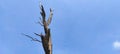 Dead Tree against blue sky background - stock photo Royalty Free Stock Photo