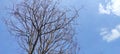 Dead Tree against blue sky background - stock photo Royalty Free Stock Photo