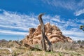 Dead Tree Against Rock Formations And Blue Sky At Joshua Tree National Park