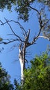 A dried tree in the middle of a green forest against a blue sky Royalty Free Stock Photo