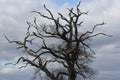 Dead tree against a stormy sky Royalty Free Stock Photo