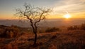 Dead tree alone with sunlight Royalty Free Stock Photo