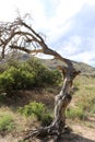 Dead tree along the banks of the river 1 Royalty Free Stock Photo