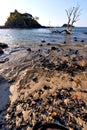 dead tree andilana beach seaweed in house