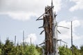 Dead tree as symbol for environment protection