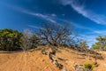 A dead tree atop a mound in Canyonlands national park with mare tail clouds