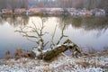 Dead tree on the bank of the river Alte Elbe near Magdeburg Royalty Free Stock Photo