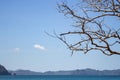 Dead tree with bare branches against scenic seascape. Tropical landscape in autumn. Dead tree on blue sky background. Royalty Free Stock Photo