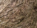 Dead tree bark texture Royalty Free Stock Photo