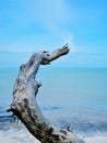 A dead tree barks at the beach with blue blurry background Royalty Free Stock Photo