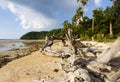 Dead tree at the beach Royalty Free Stock Photo