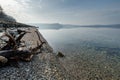 Dead tree on the beach Royalty Free Stock Photo
