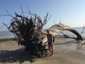 Dead tree on the beach of KOUROU in French Guyana Royalty Free Stock Photo