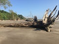 Dead tree on the beach of KOUROU in French Guyana