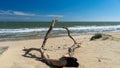 Dead tree on beach sand Royalty Free Stock Photo