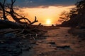 a dead tree on the beach at sunset Royalty Free Stock Photo