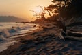 a dead tree on the beach at sunset Royalty Free Stock Photo