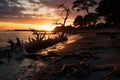 a dead tree on the beach at sunset Royalty Free Stock Photo