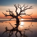a dead tree on the beach at sunset Royalty Free Stock Photo