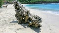 Dead tree on a beach at sunshine Royalty Free Stock Photo