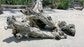 Dead tree on a beach at sunshine Royalty Free Stock Photo