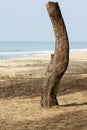 Dead tree on beach Royalty Free Stock Photo