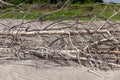 Dead Trees on a Beach Royalty Free Stock Photo