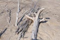 Dead Trees on a Beach Royalty Free Stock Photo