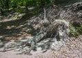 Dead tree with big roots Royalty Free Stock Photo