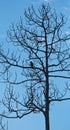 Dead tree, bird, silhouette blue sky Royalty Free Stock Photo